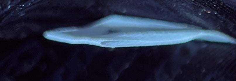 Cahier Convertible Shoulder Bag City Calf and Saffiano Medium